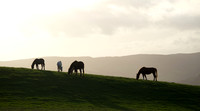 Also on Llanfair Hill, November 2025