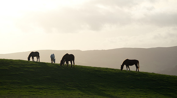 Also on Llanfair Hill, November 2025