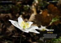 Ad in 'Professional Photographer'