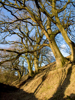 Frontispiece, the Dyke south of Knighton