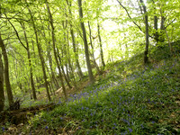 p 21, Offa's Dyke near Rhiwabon, Wrexham.
