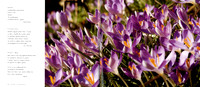 pp 24 & 25, Crocws (Crocus)