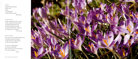 pp 24 & 25, Crocws (Crocus)