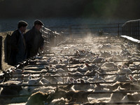 p 81, Winter Sheep Market, Knighton