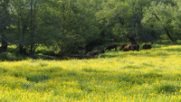 On the banks of the Lugg, May 2026