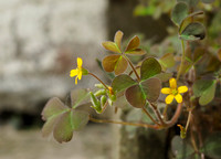 Oxalis corniculata, May 2026