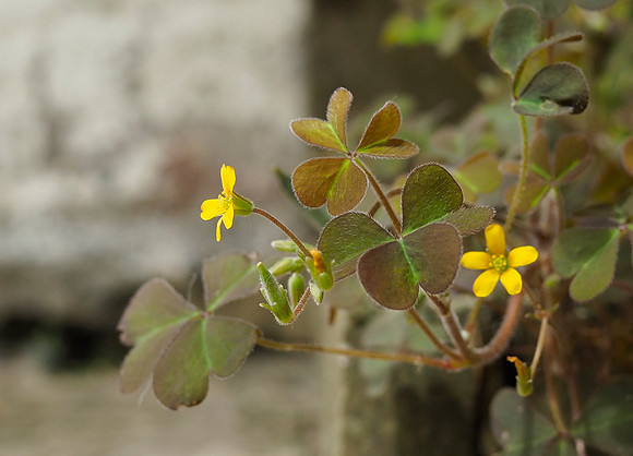 Oxalis corniculata, May 2026