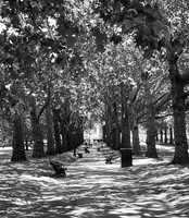 Green Park, London, June 2026