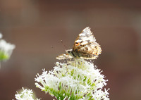 Painted Lady, faded, June 2026