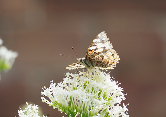 Painted Lady, faded, June 2026