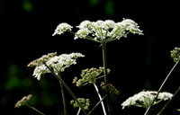 Hogweed, June 2026