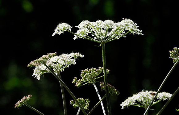 Hogweed, June 2026