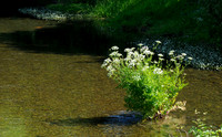 Hemlock Water Dropwort, June 2026