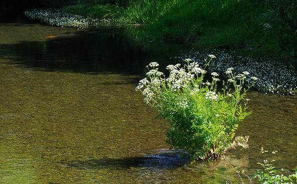 Hemlock Water Dropwort, June 2026
