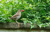 Thrush, Knighton, June 2026
