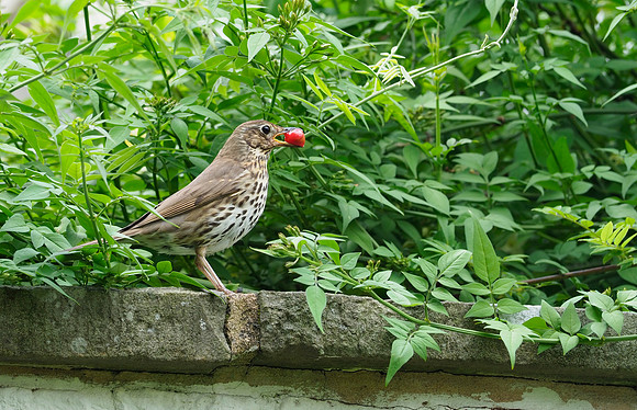 Thrush, Knighton, June 2026