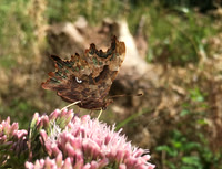 Comma 2: Underside, see the comma?