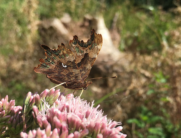 Comma 2: Underside, see the comma?