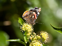 Red Admiral on Ivy
