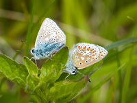 Mating Common Blues, Llanymynech, Powys