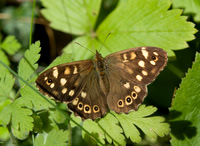 Speckled Wood, Herefordshire