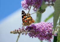 Freshly Painted Lady, on Buddleia