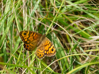 Wall Brown, Berkshire Downs