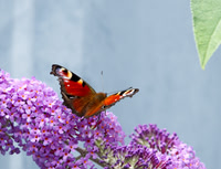 Peacock, on Buddleia