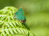 Green Hairstreak, Skyborry, Shropshire