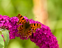 Comma 1: topside