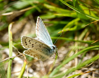 Chalkhill Blue, Berkshire Downs