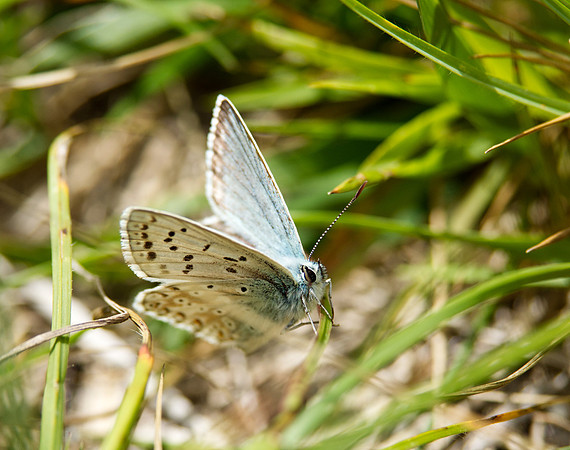 Chalkhill Blue, Berkshire Downs