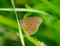 Brown Ringlet