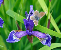 Fluttering by.