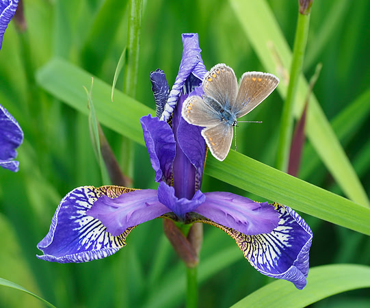 Common Blue (f)