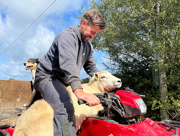 Farm life, Ceredigion, September 2026