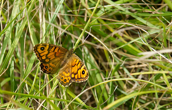 Wall Brown, Berkshire Downs, July 2025